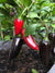 Purple Jalapeno Pepper - Seeds - Bohica Pepper Hut 
