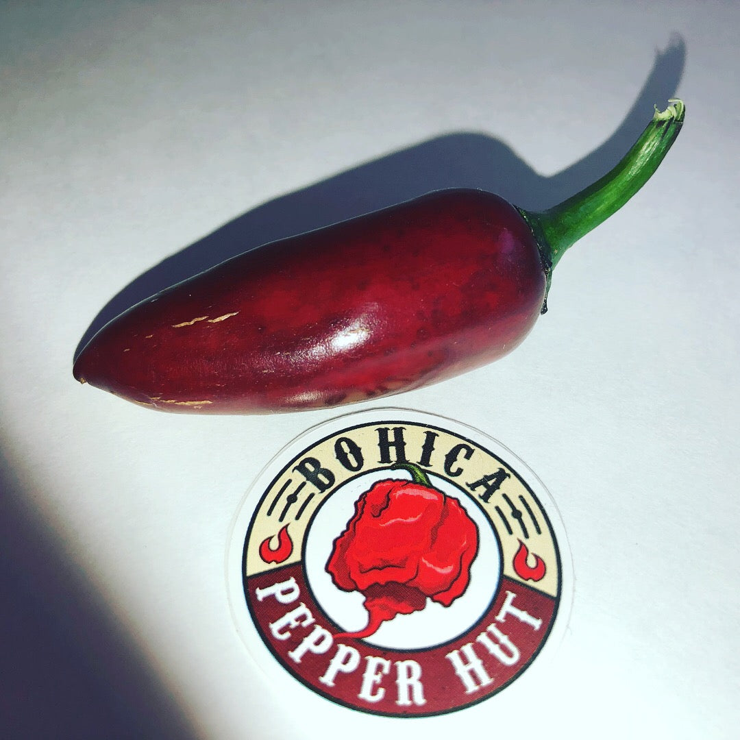 Purple Jalapeno Pepper - Seeds - Bohica Pepper Hut 