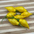 Yellow Pointy - Seeds - Bohica Pepper Hut 