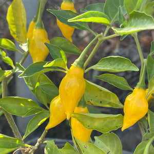 Yellow Pointy - Seeds - Bohica Pepper Hut 
