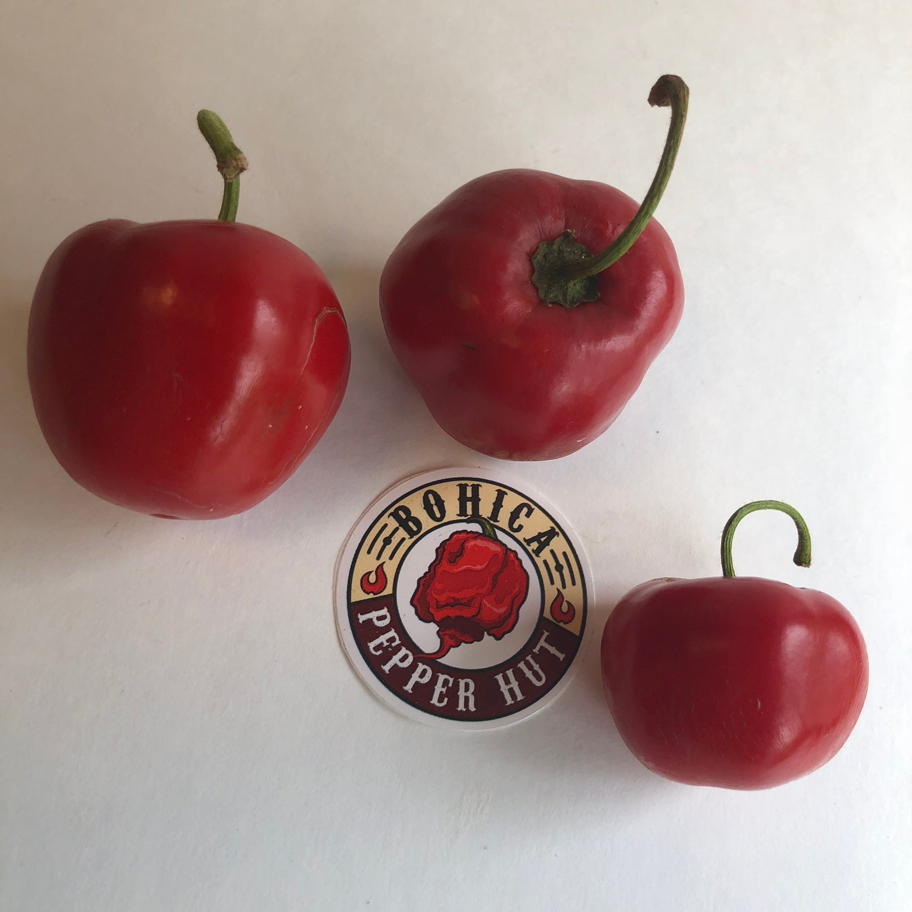 Soda City Greens Manzano Pepper Seeds - Capsicum Pubescens - Perennial, Multicolor (Orange, Red, Yellow) - Easy To Grow
