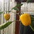 Manzano Yellow - Seeds - Bohica Pepper Hut 