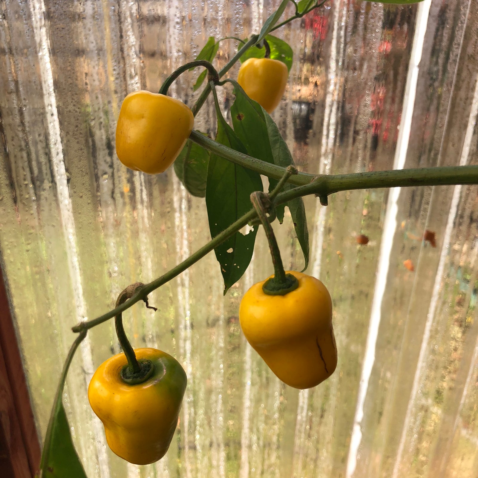 Manzano Yellow - Seeds - Bohica Pepper Hut 