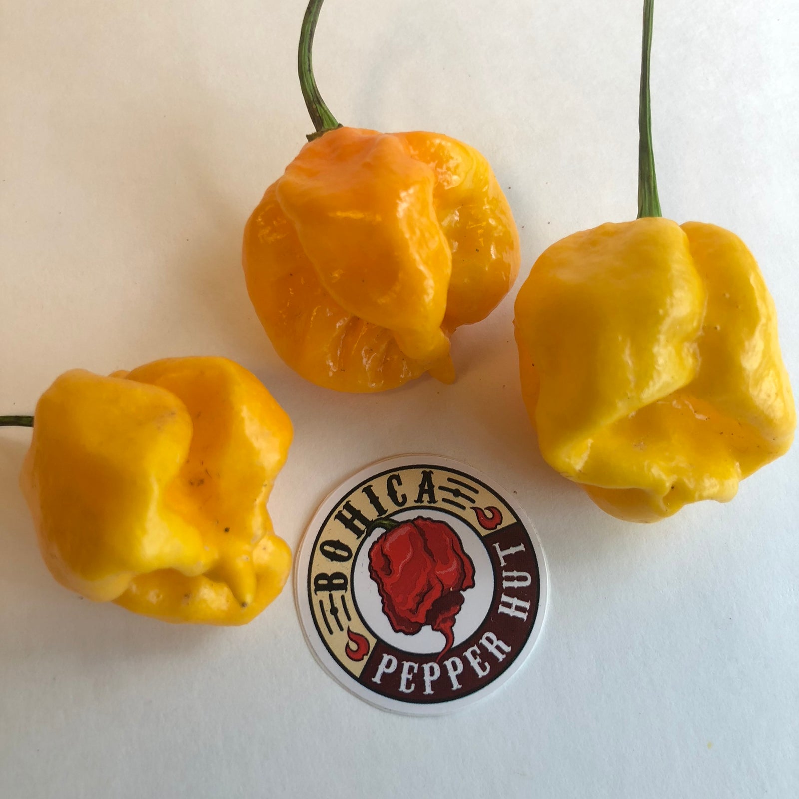 Yellow Reaper Cross - Seeds - Bohica Pepper Hut 