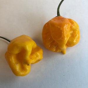 Yellow Reaper Cross - Seeds - Bohica Pepper Hut 