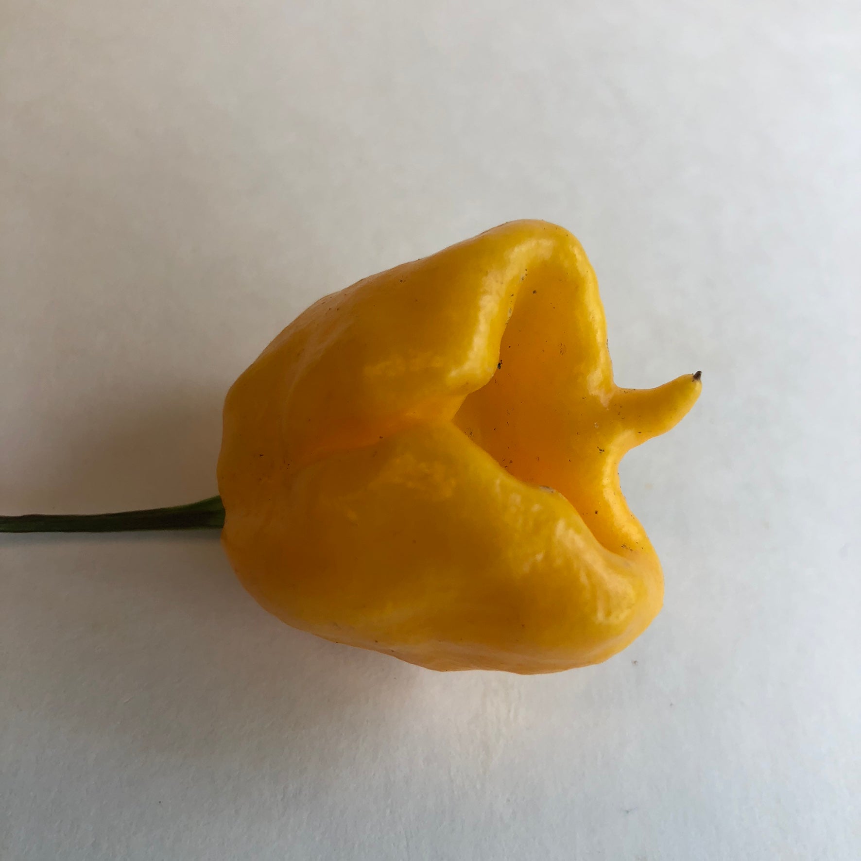 Yellow Reaper Cross - Seeds - Bohica Pepper Hut 