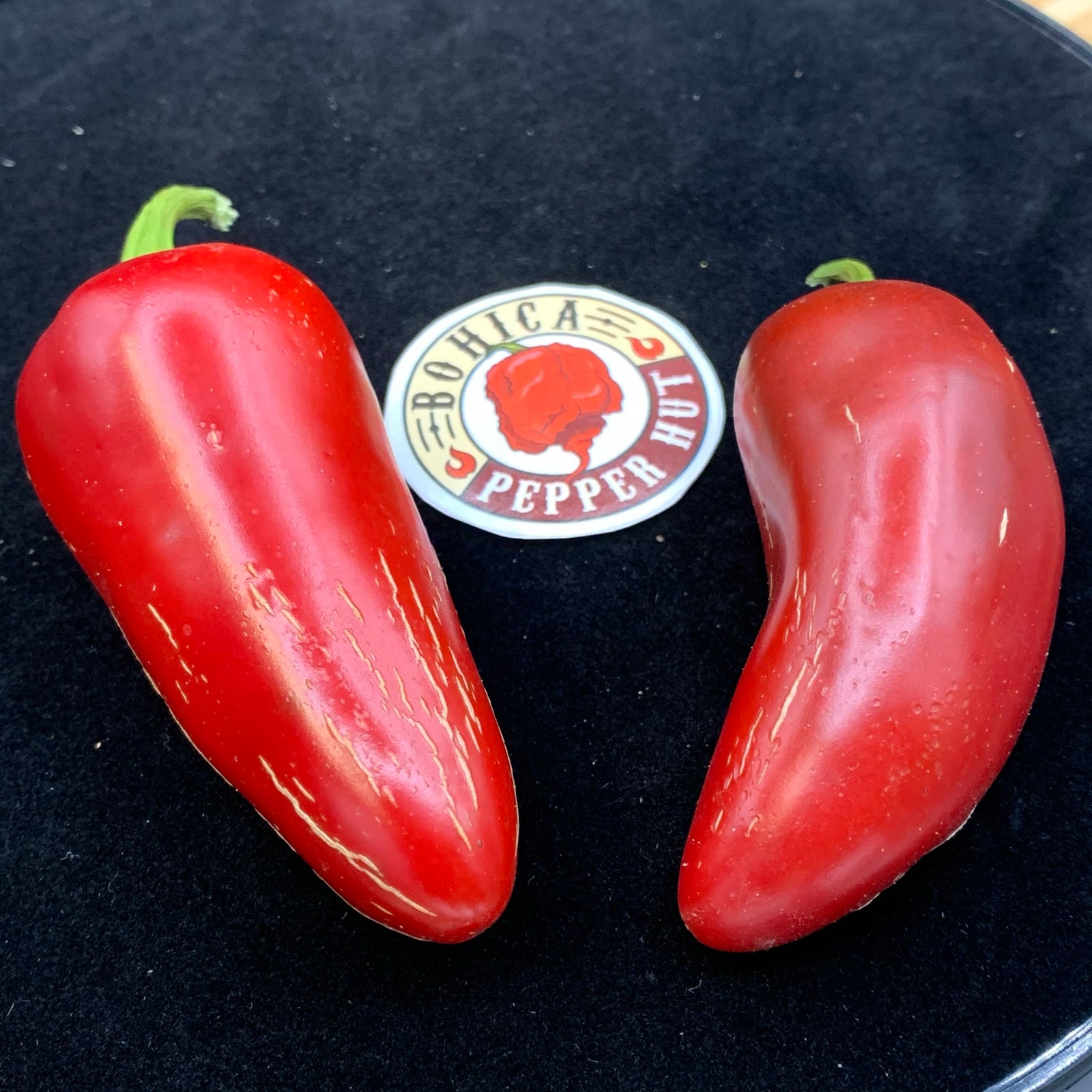 Monster Jalapeno - Seeds - Bohica Pepper Hut 