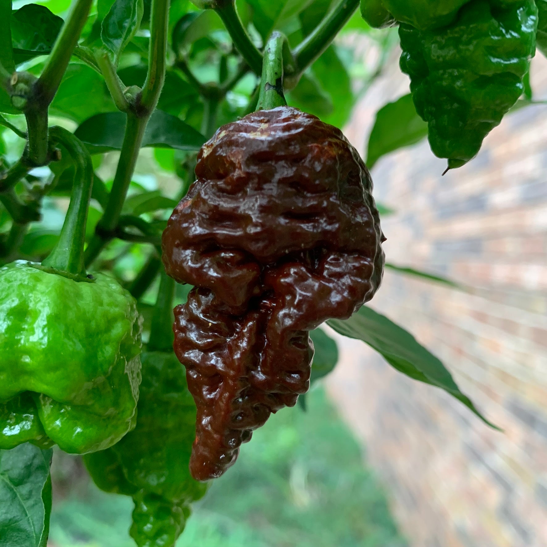 Chocolate Reaper - Seeds - Bohica Pepper Hut 