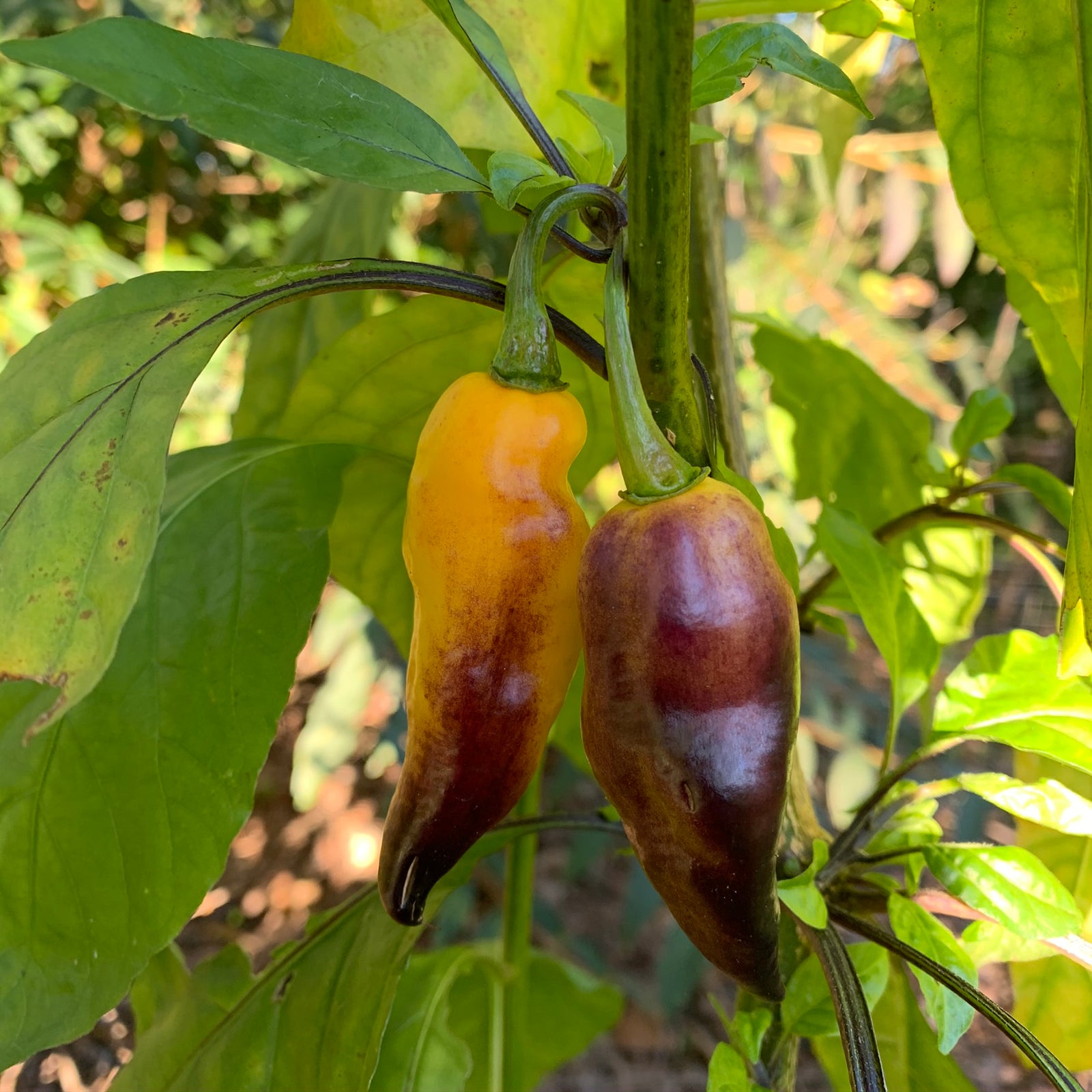 Pimenta Black Bhut - Seeds - Bohica Pepper Hut 
