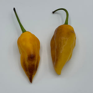 Pimenta Black Bhut - Seeds - Bohica Pepper Hut 