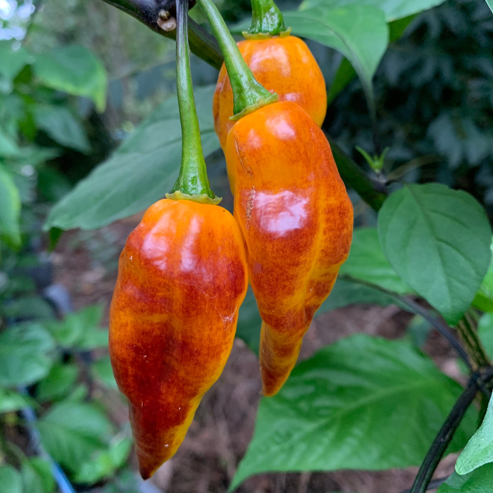 Pimenta Black Bhut - Seeds - Bohica Pepper Hut 