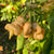 Pimenta Moranga Peach Cross - Seeds - Bohica Pepper Hut 