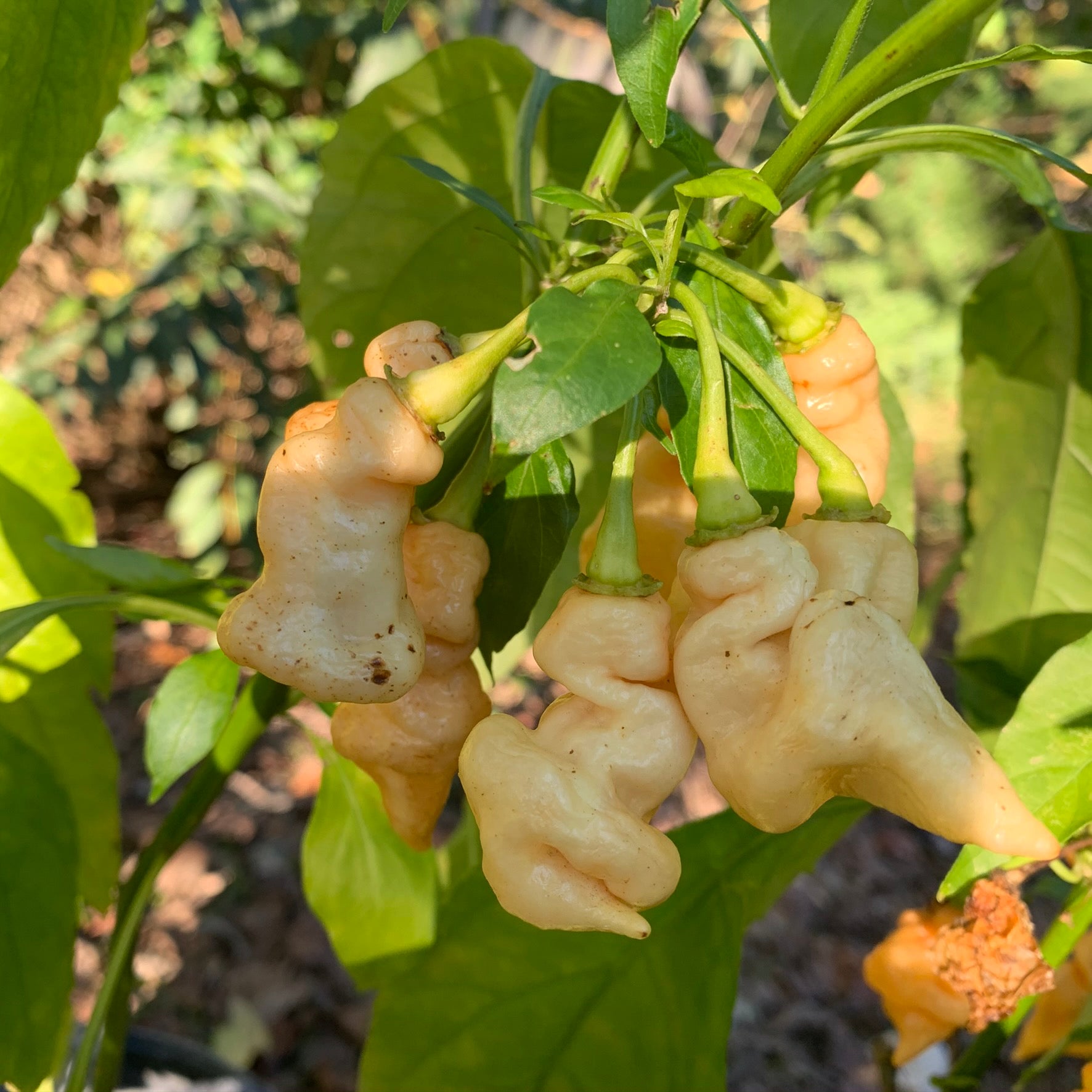 Pimenta Moranga Peach Cross - Seeds - Bohica Pepper Hut 
