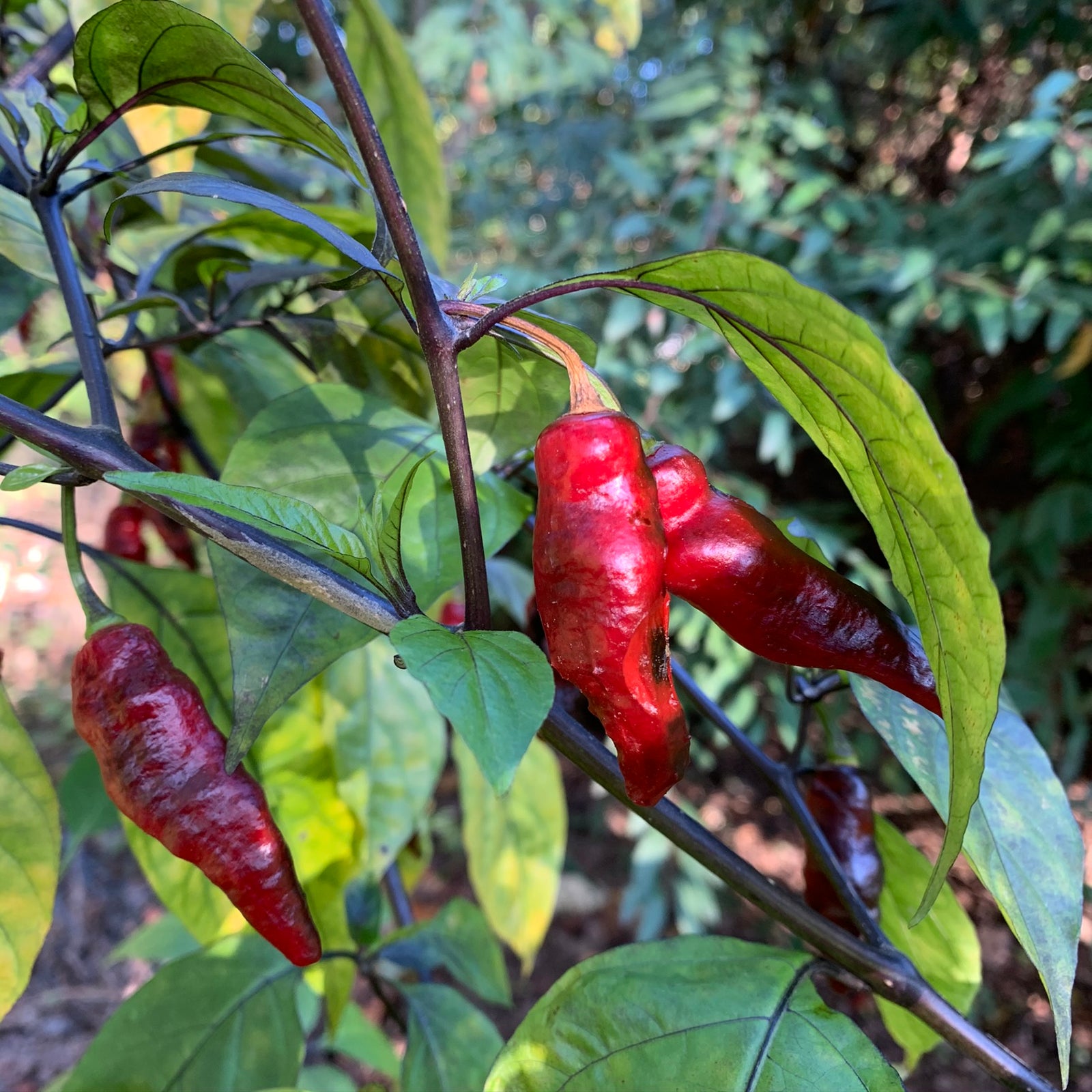 Piment Leopard - Seeds - Bohica Pepper Hut 
