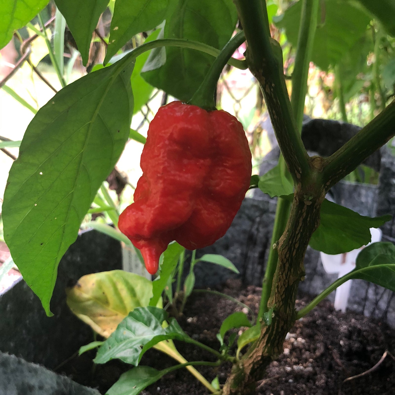 7 Pot Katie - Seeds - Bohica Pepper Hut 