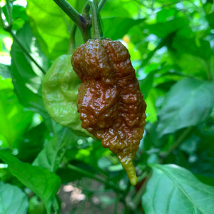 Big Black Mama - Seeds - Bohica Pepper Hut 