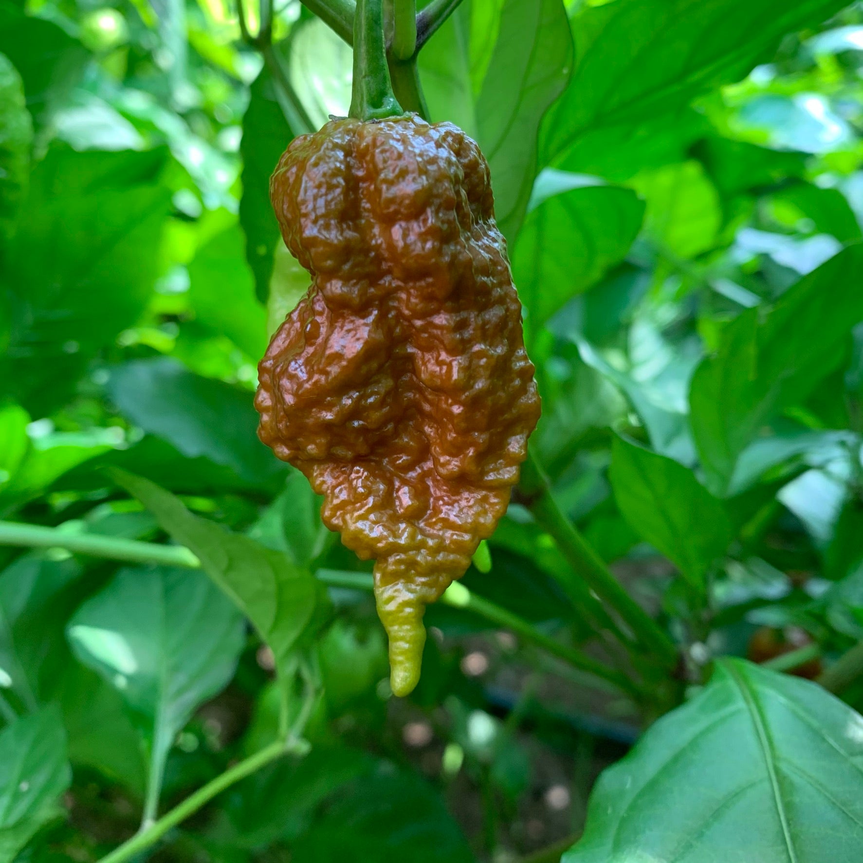 Big Black Mama - Seeds - Bohica Pepper Hut 