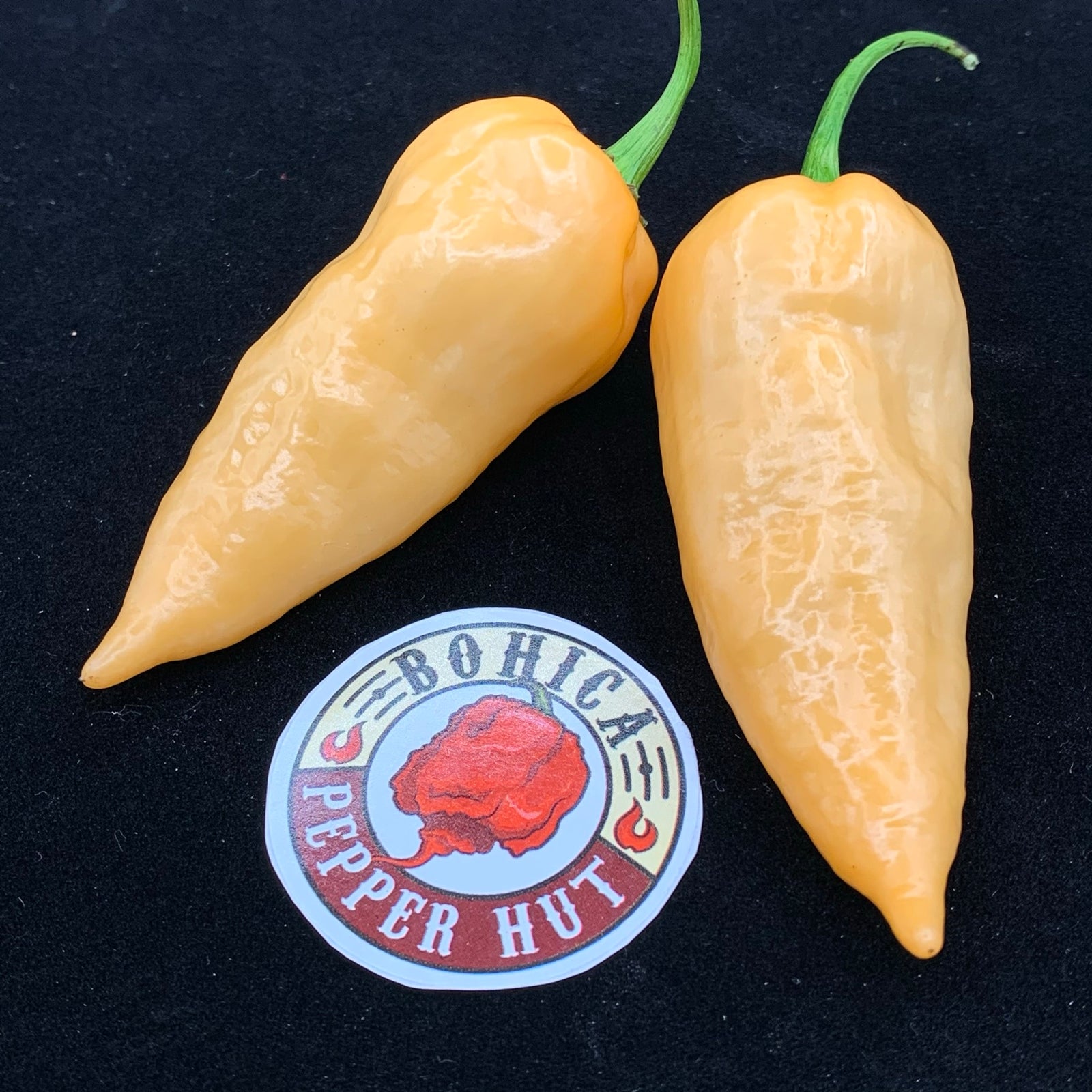 Devil's Tongue Peach - Seeds - Bohica Pepper Hut 