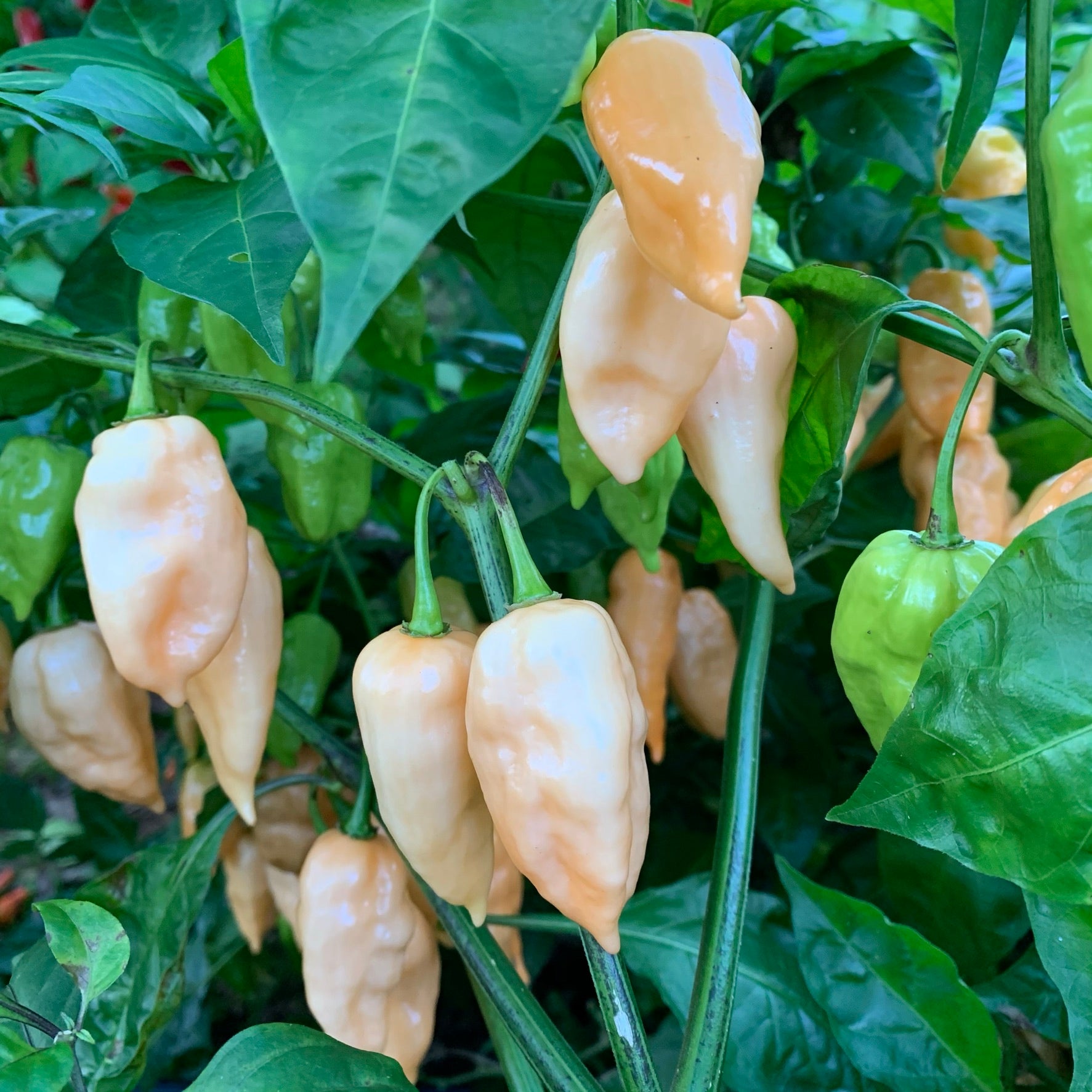 Devil's Tongue Peach - Seeds - Bohica Pepper Hut 
