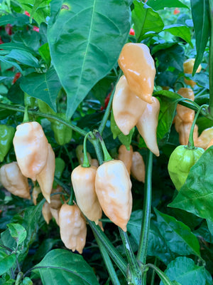 Devil's Tongue Peach - Seeds - Bohica Pepper Hut 