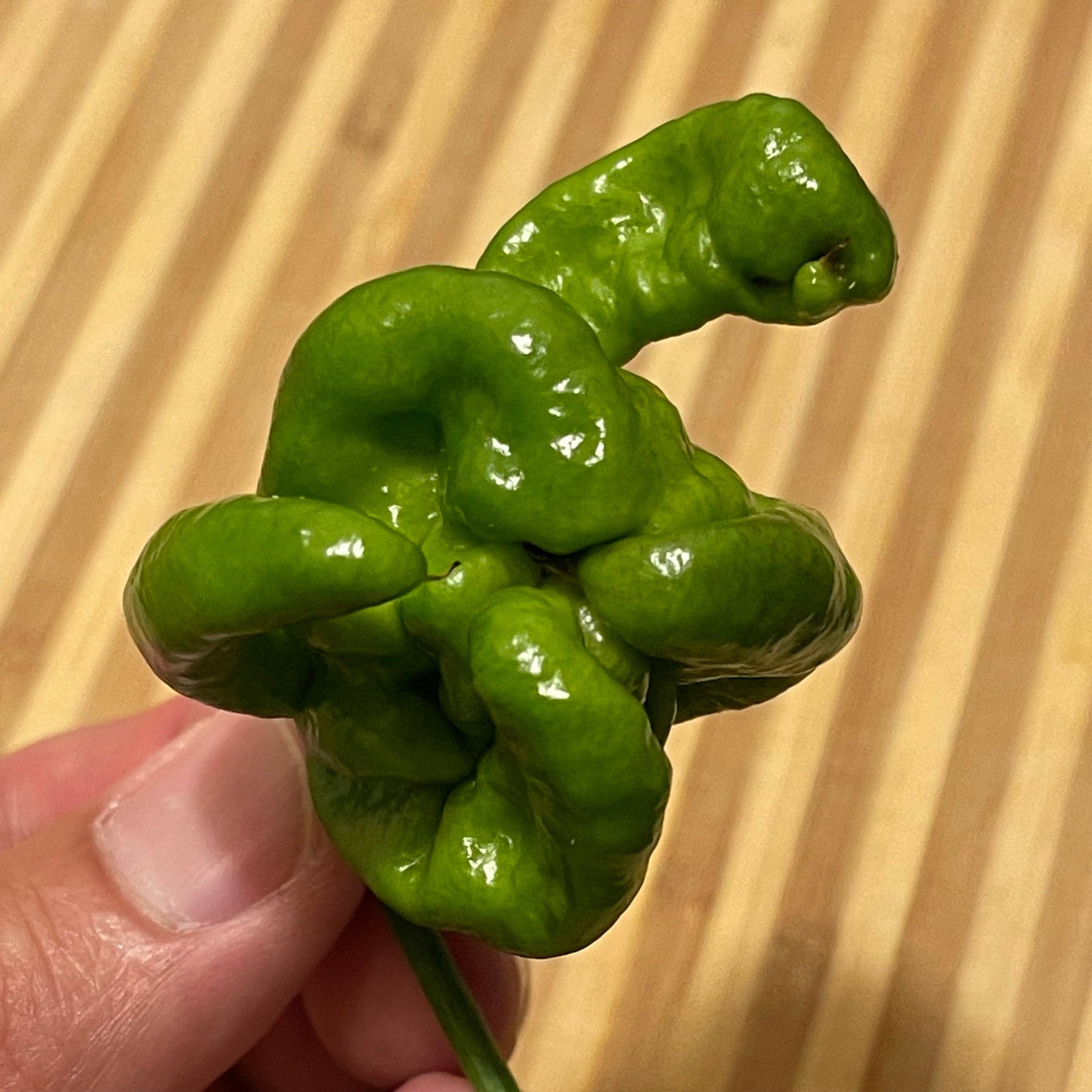 Scorpion Hulk - Seeds - Bohica Pepper Hut 