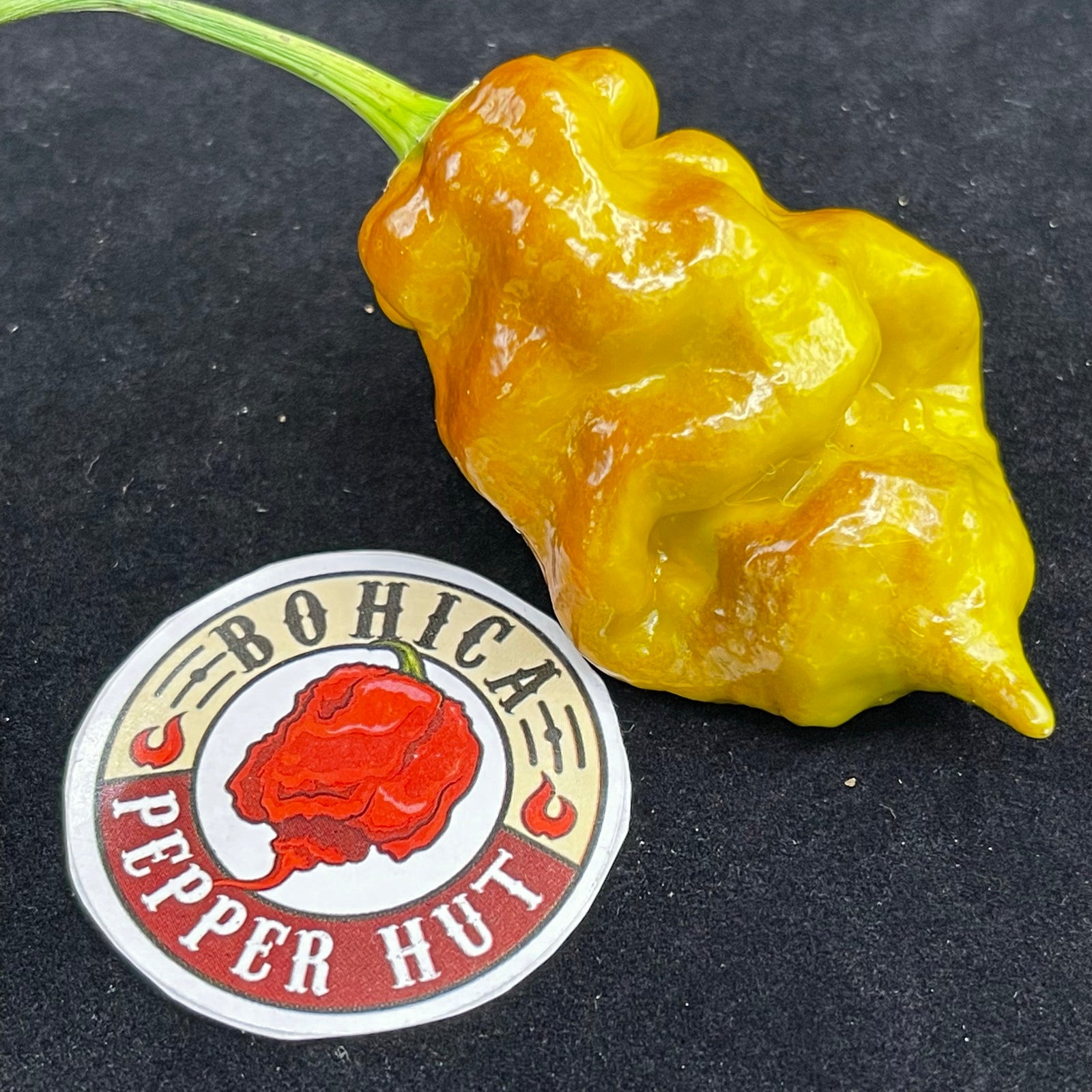 Flaming Nougat - Seeds - Bohica Pepper Hut 