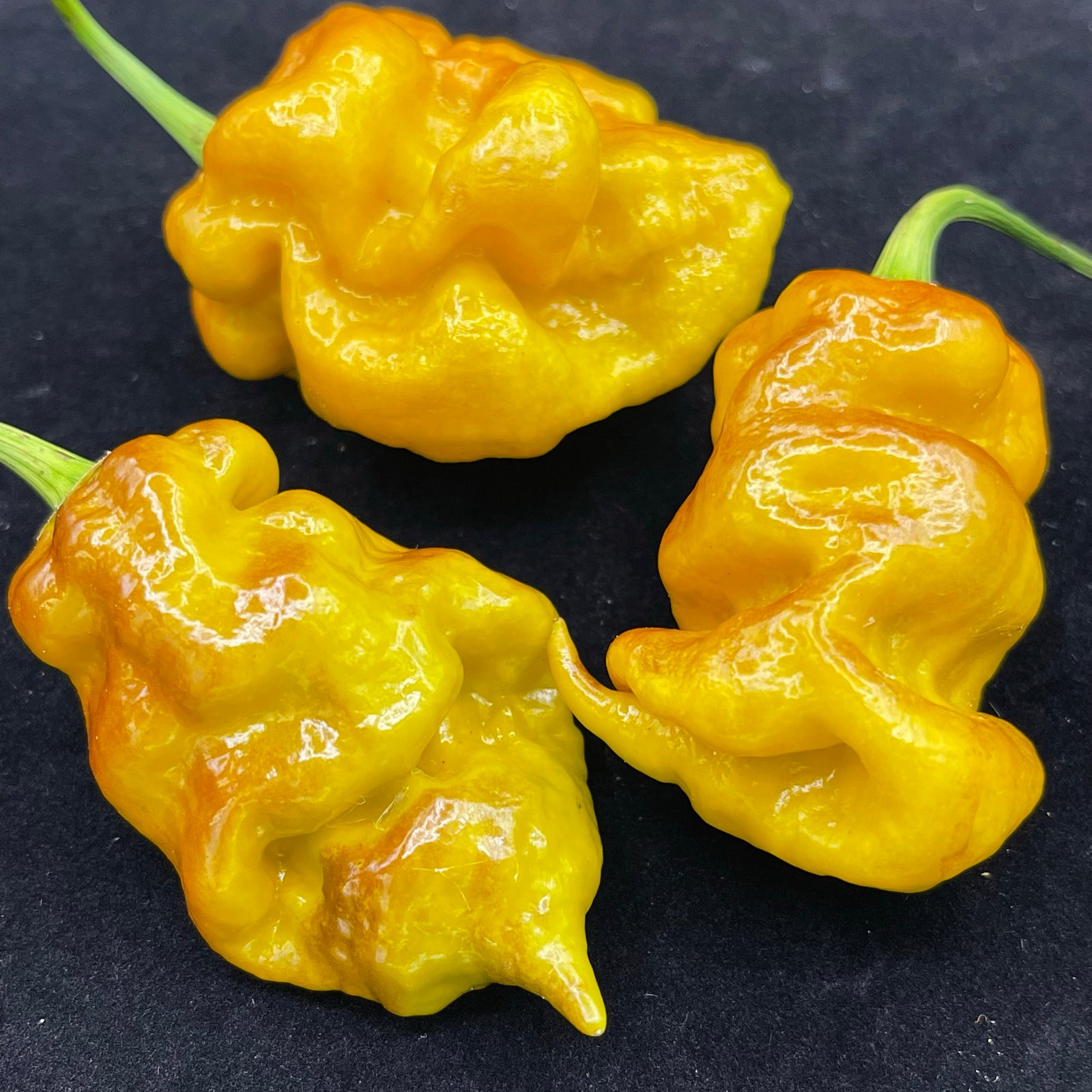 Flaming Nougat - Seeds - Bohica Pepper Hut 