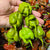 Mustard Carolina Reaper - Seeds - Bohica Pepper Hut 