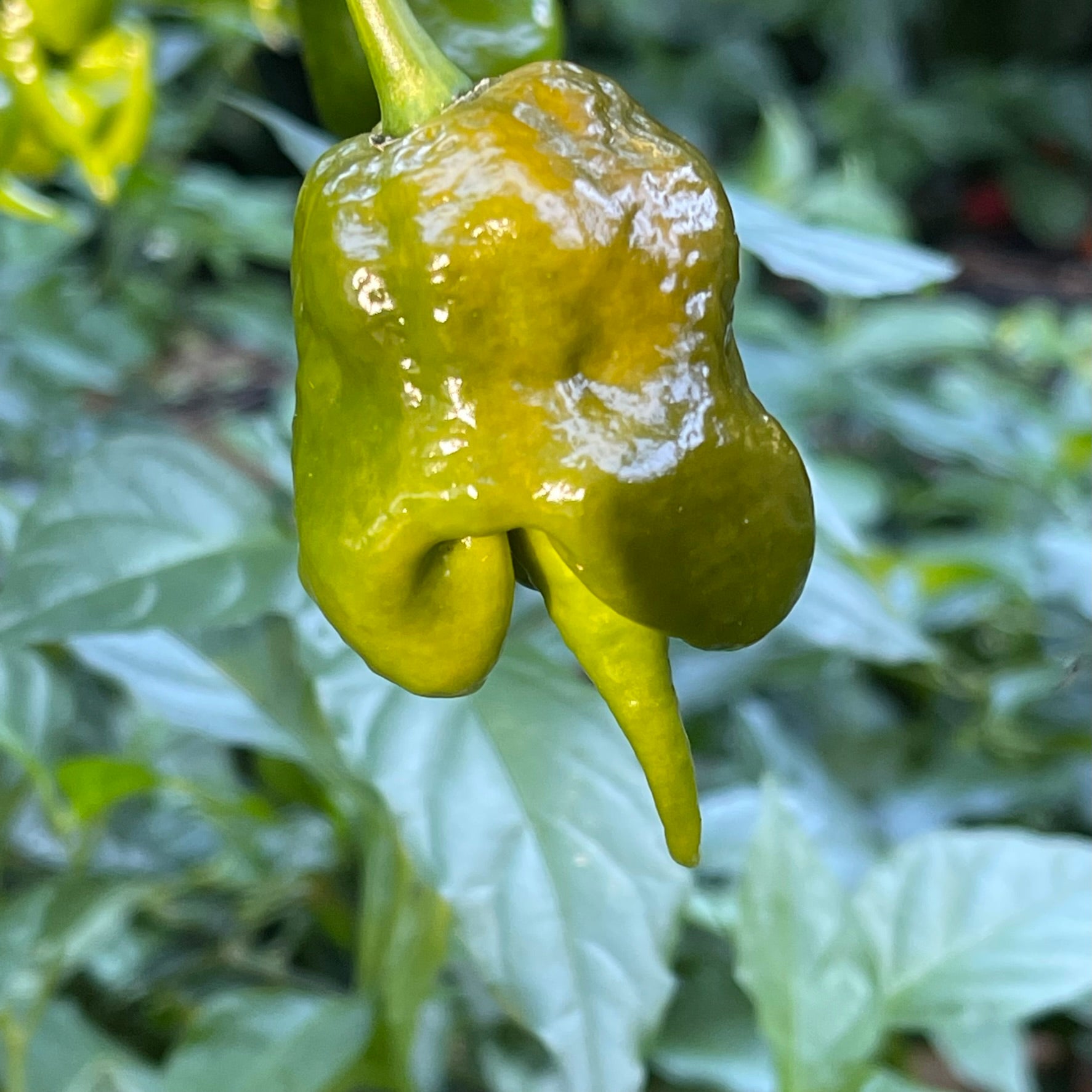 carolina reaper seeds for planting Mustard Carolina Reaper - Seeds