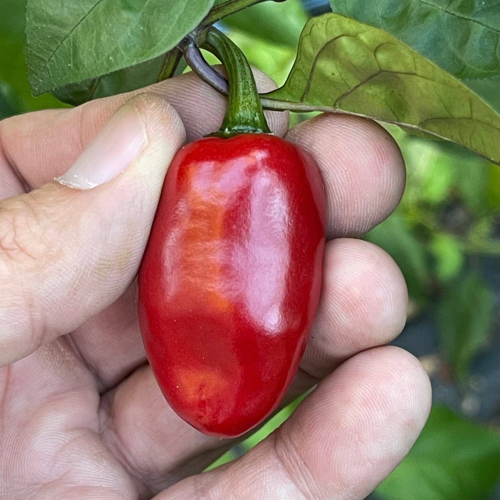 Hellapeño - Seeds - Bohica Pepper Hut 