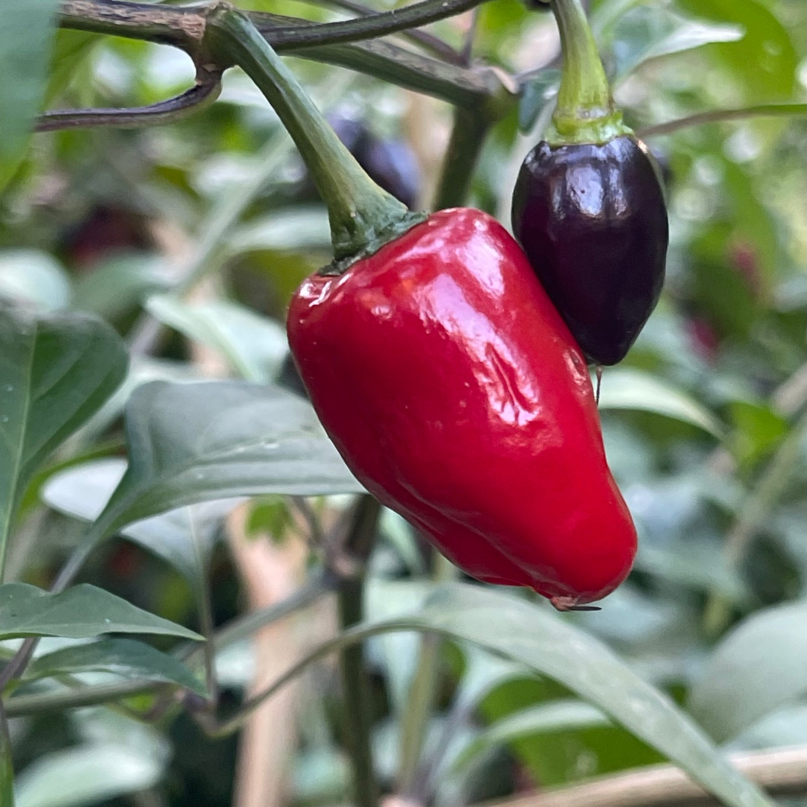 Hellapeño - Seeds - Bohica Pepper Hut 