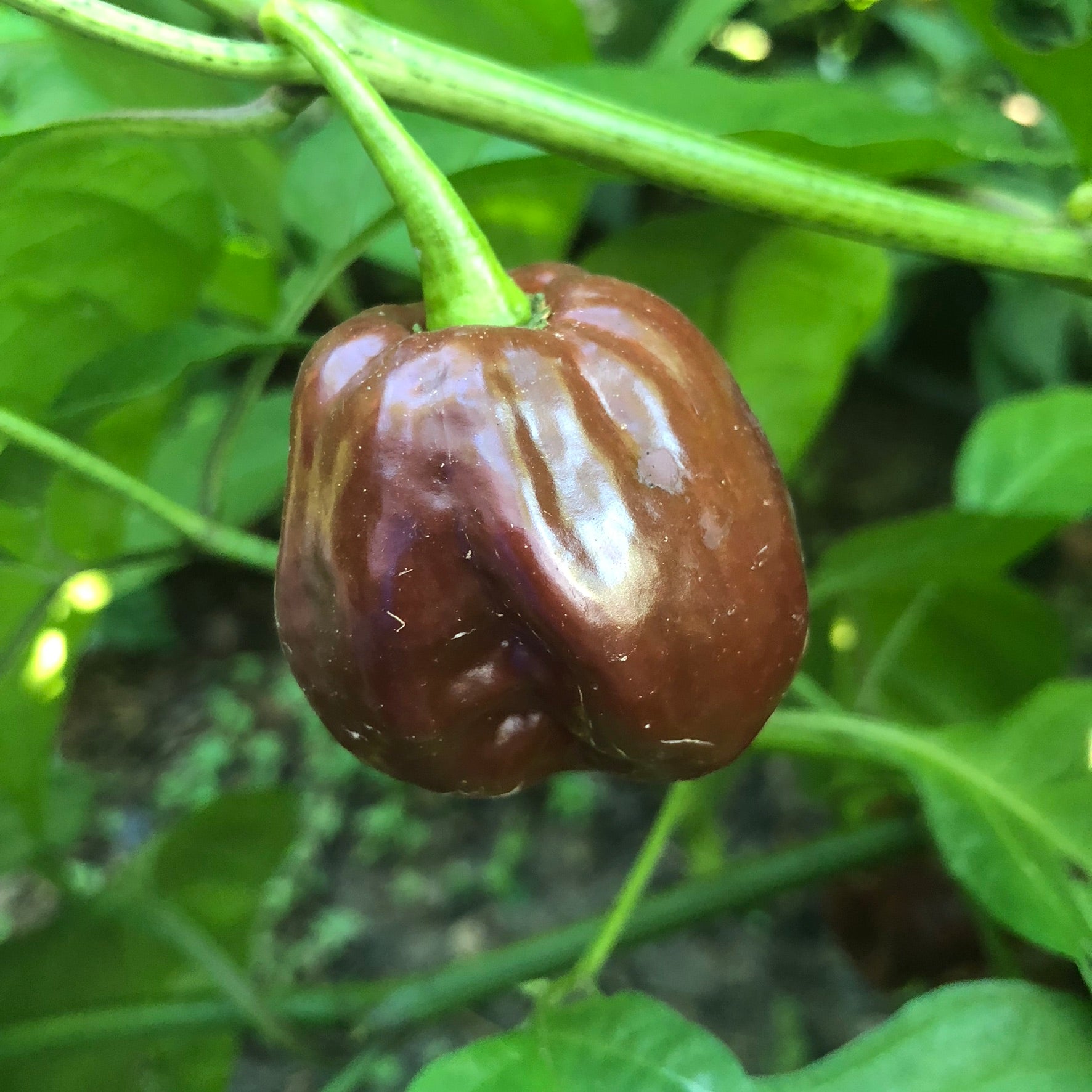 Black Stinger - Seeds - Bohica Pepper Hut 