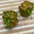 7 Pot Evergreen - Seeds - Bohica Pepper Hut 