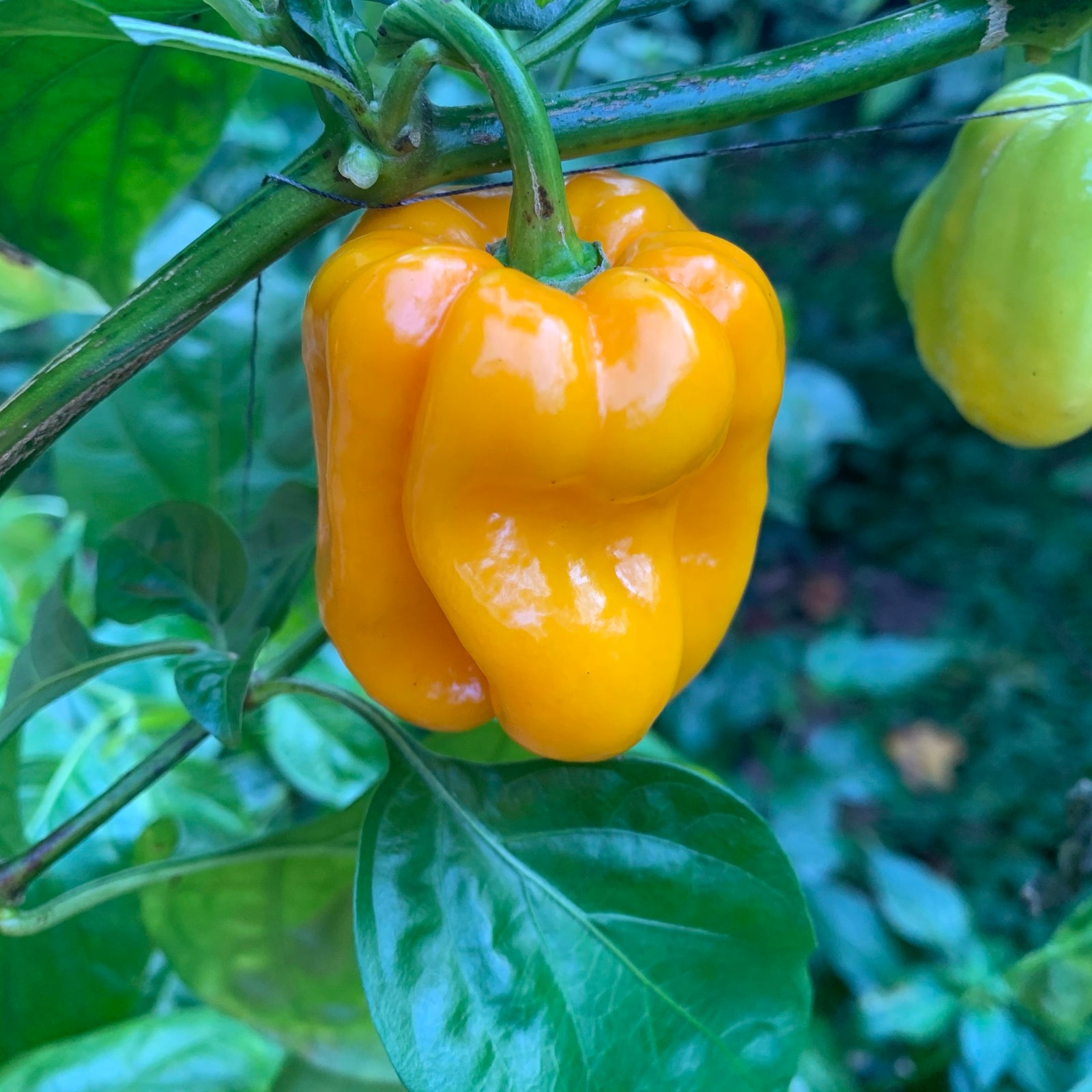 Habanero Pumpkin - Seeds - Bohica Pepper Hut 