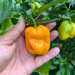 Habanero Pumpkin - Seeds - Bohica Pepper Hut 
