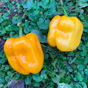 Habanero Pumpkin - Seeds - Bohica Pepper Hut 