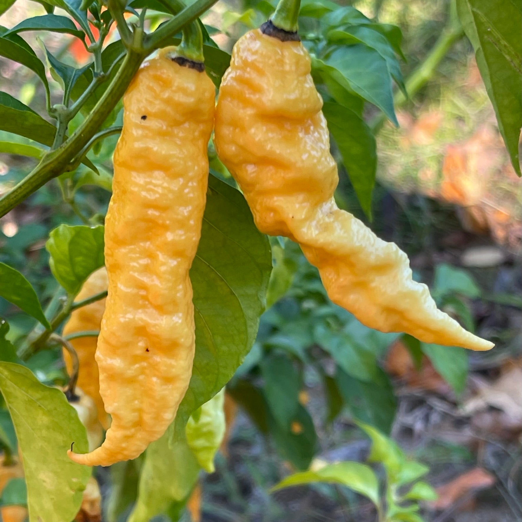 Jay's Peach Ghost Scorpion - Seeds - Fresh Seeds from Bohica