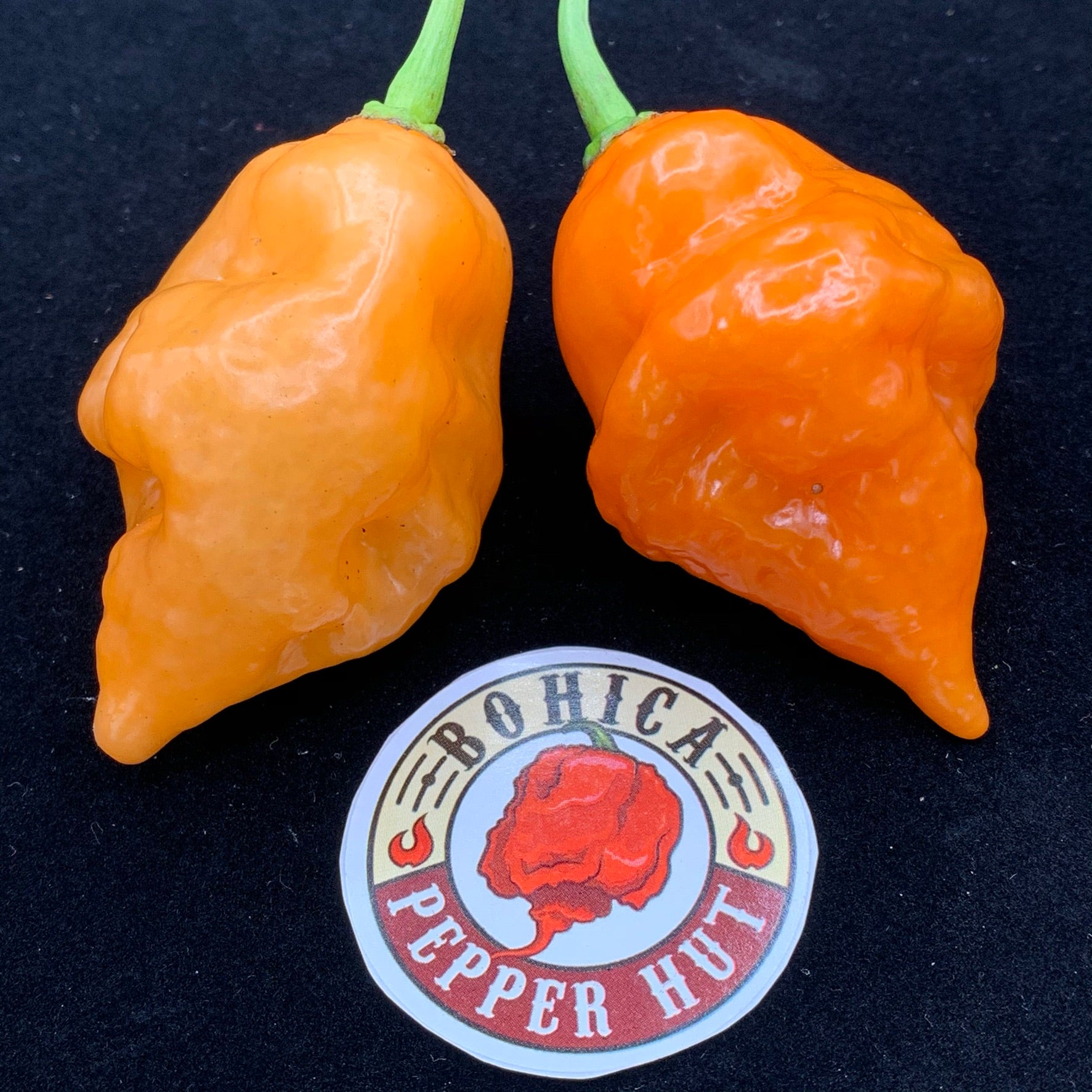 Pepper, Sweet, Habanada , Sweet Non-Bell Pepper Seeds: Totally Tomatoes - Foto 6