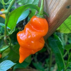 Habanada - Seeds - Bohica Pepper Hut 
