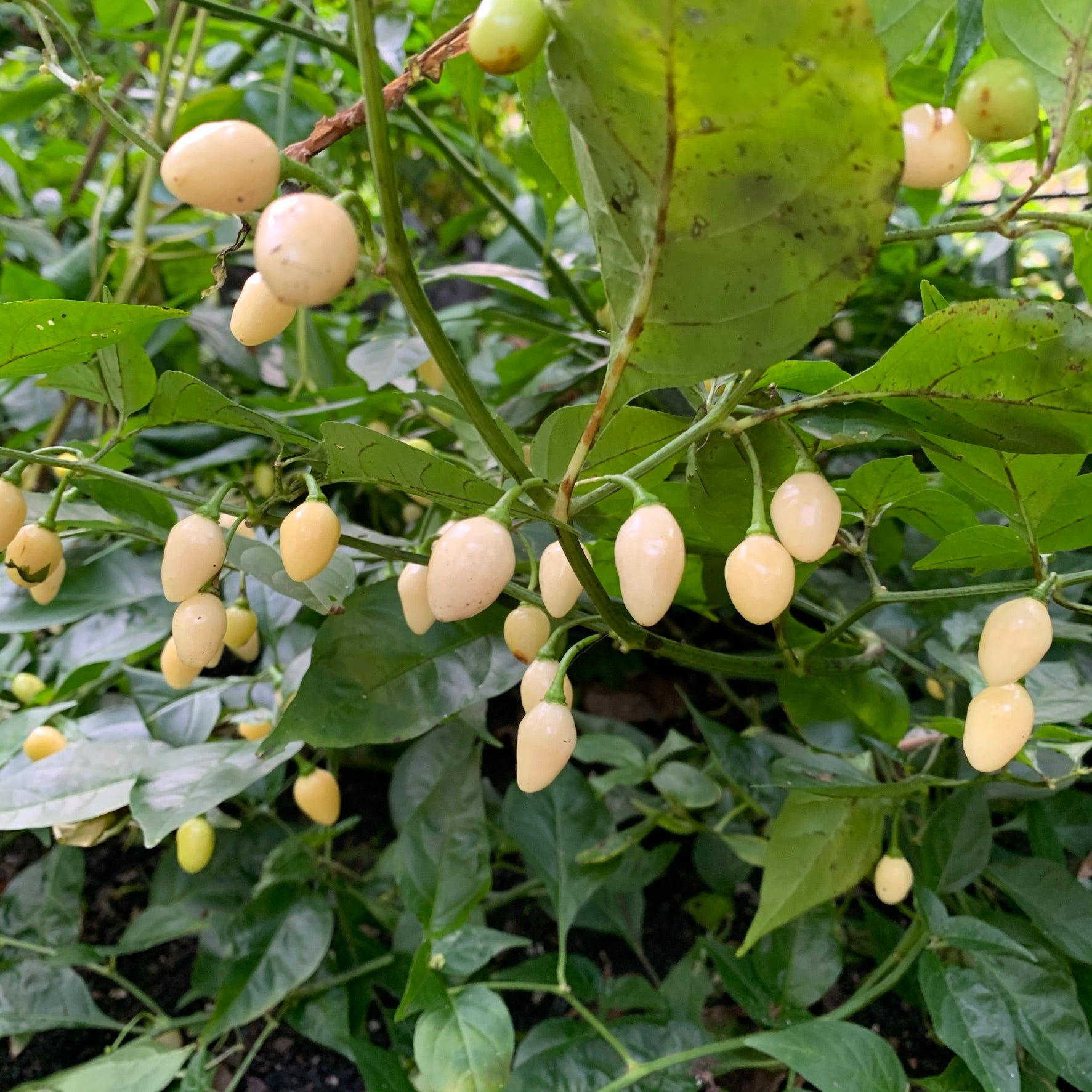 Habanero Yucatan White - Seeds - Bohica Pepper Hut 