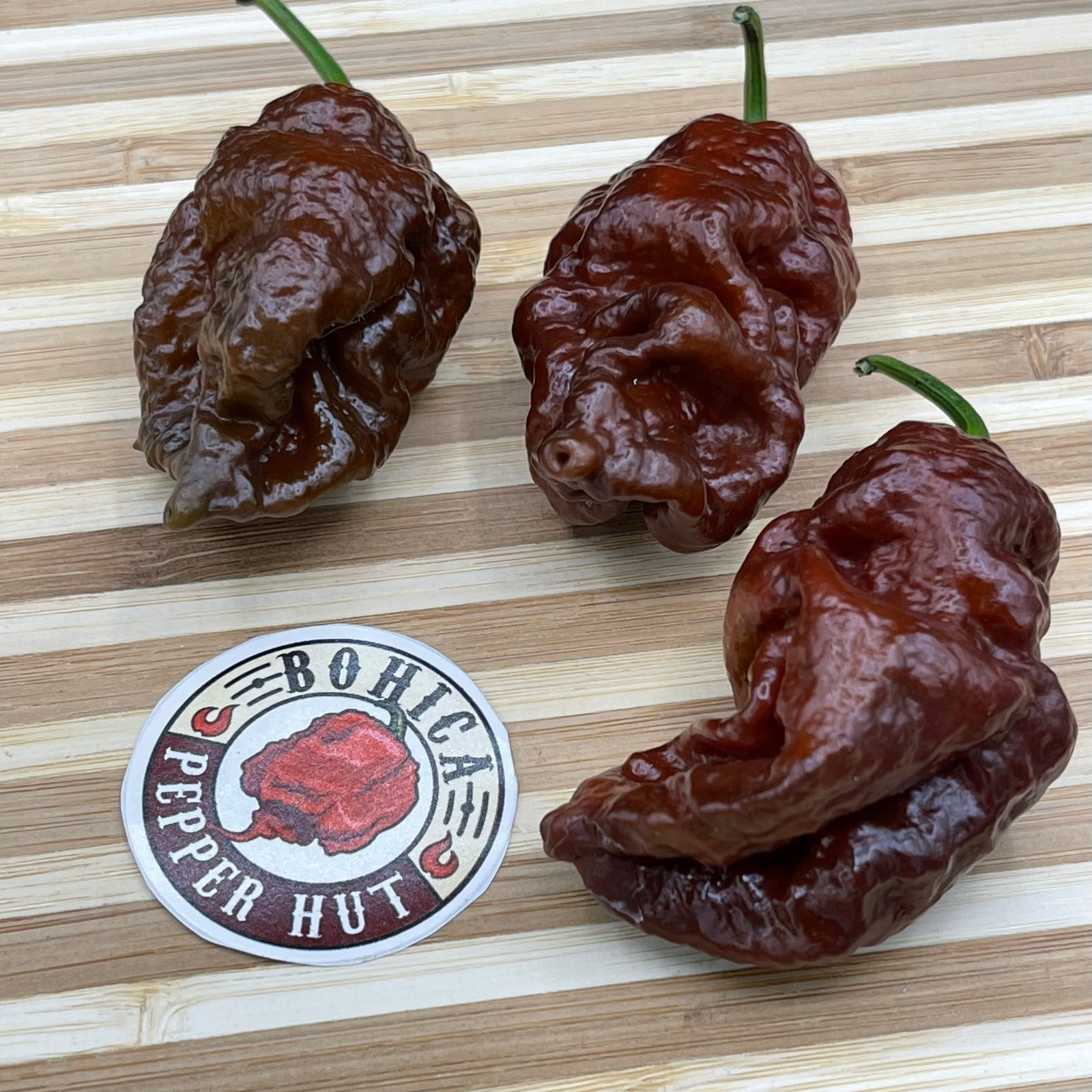 7 Pot Lava Chocolate - Seeds - Bohica Pepper Hut 