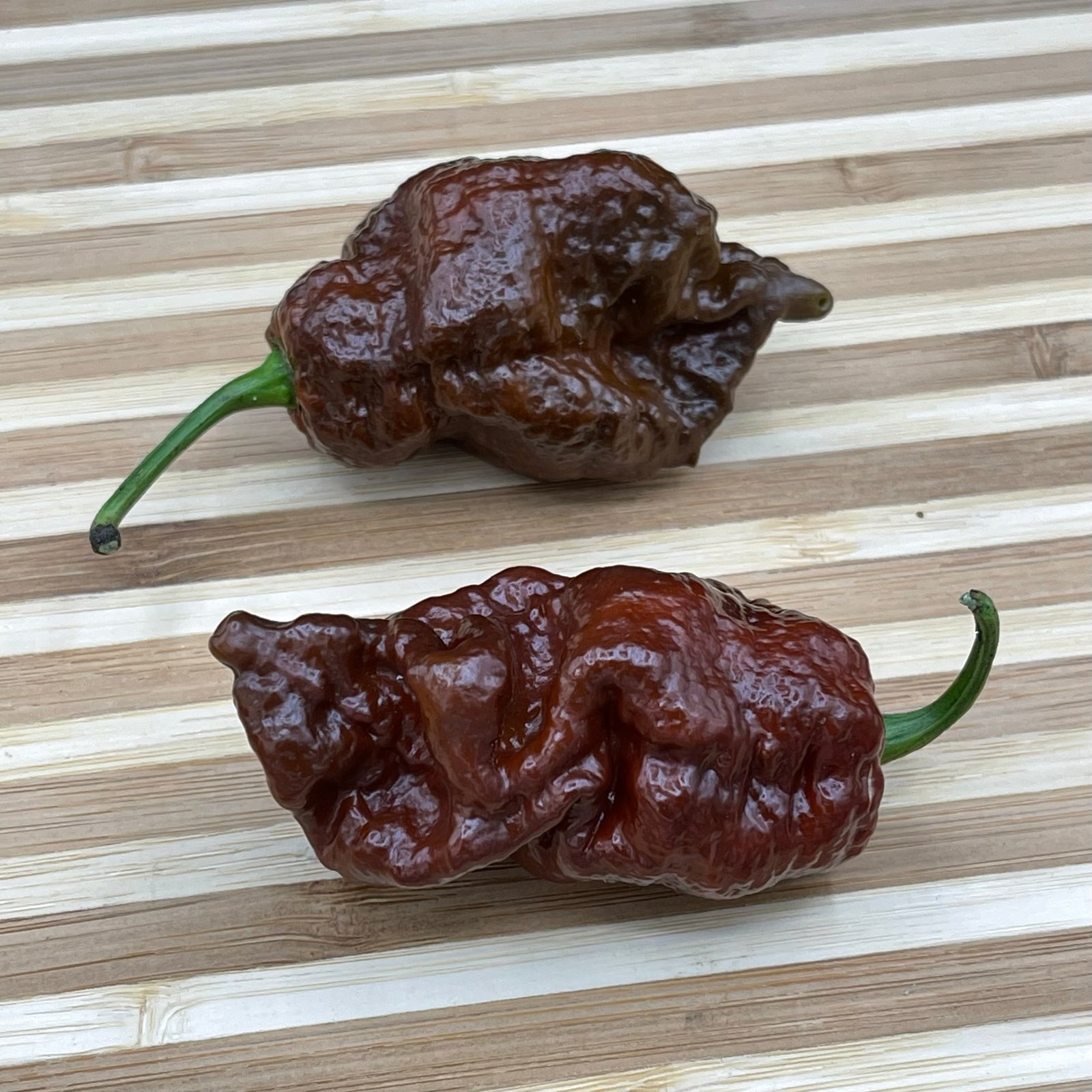 7 Pot Lava Chocolate - Seeds - Bohica Pepper Hut 