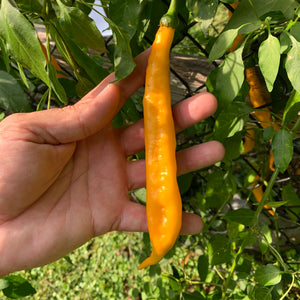 Aji Guyana - Seeds - Bohica Pepper Hut 