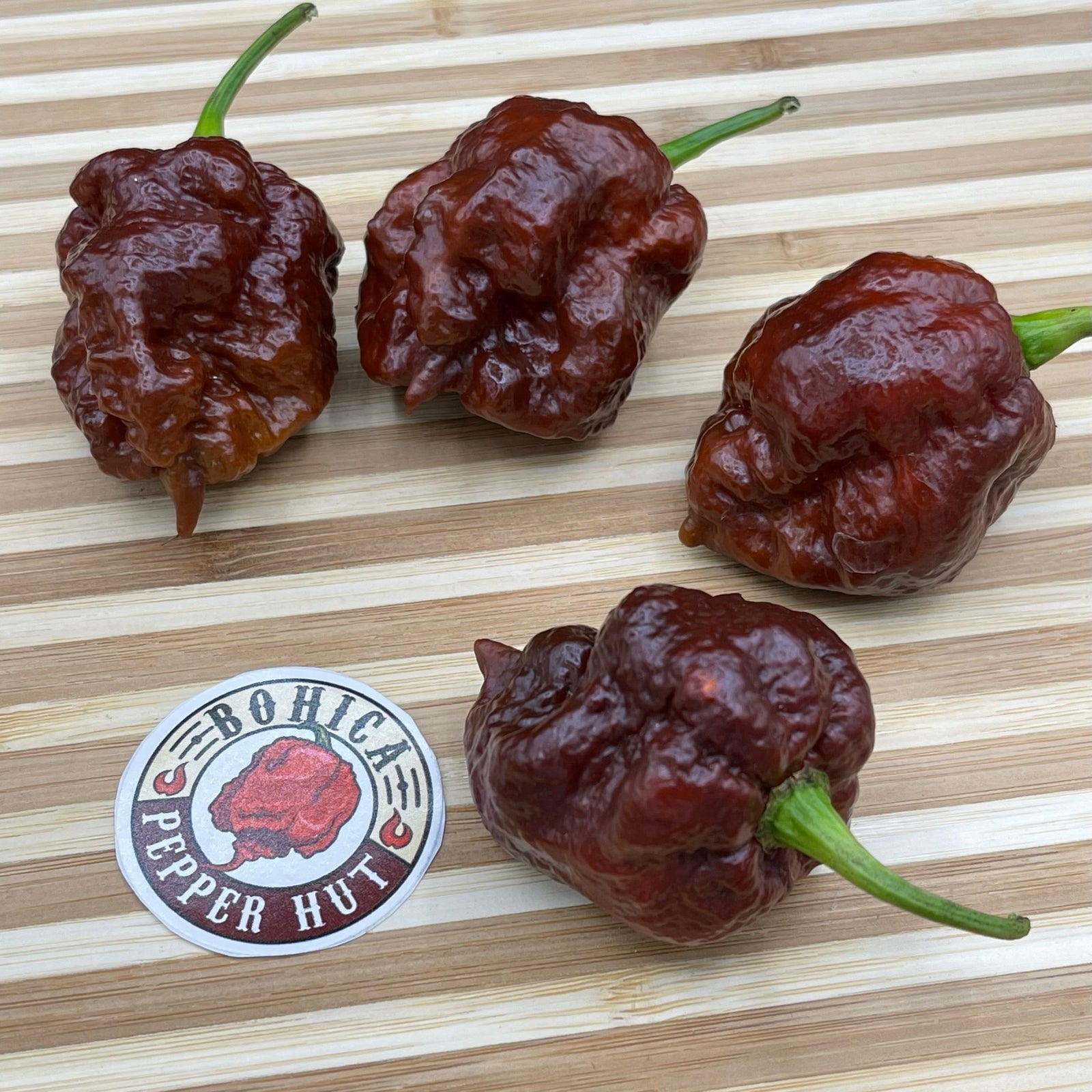 Apocalypse Chocolate - Seeds - Bohica Pepper Hut 