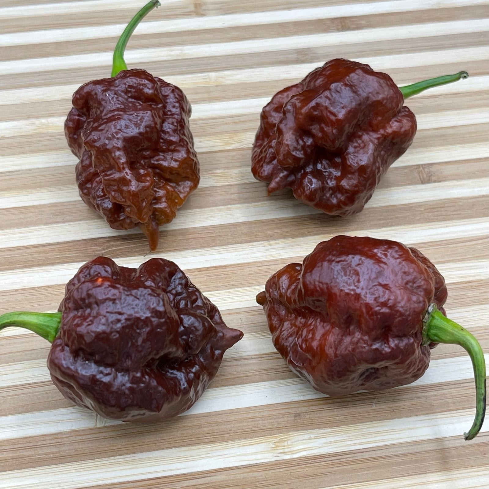 Apocalypse Chocolate - Seeds - Bohica Pepper Hut 