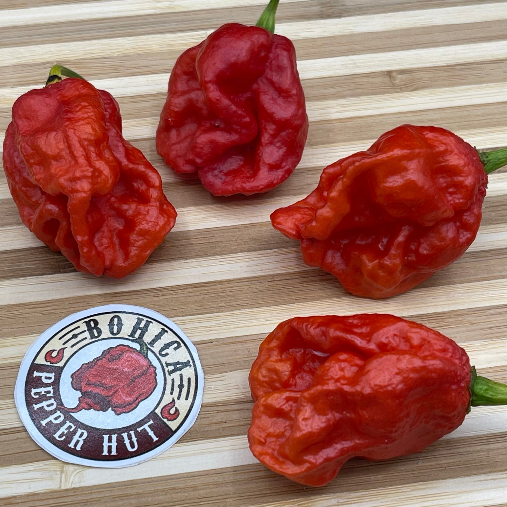Primo X BOC - Fresh Seeds from Bohica Pepper Hut