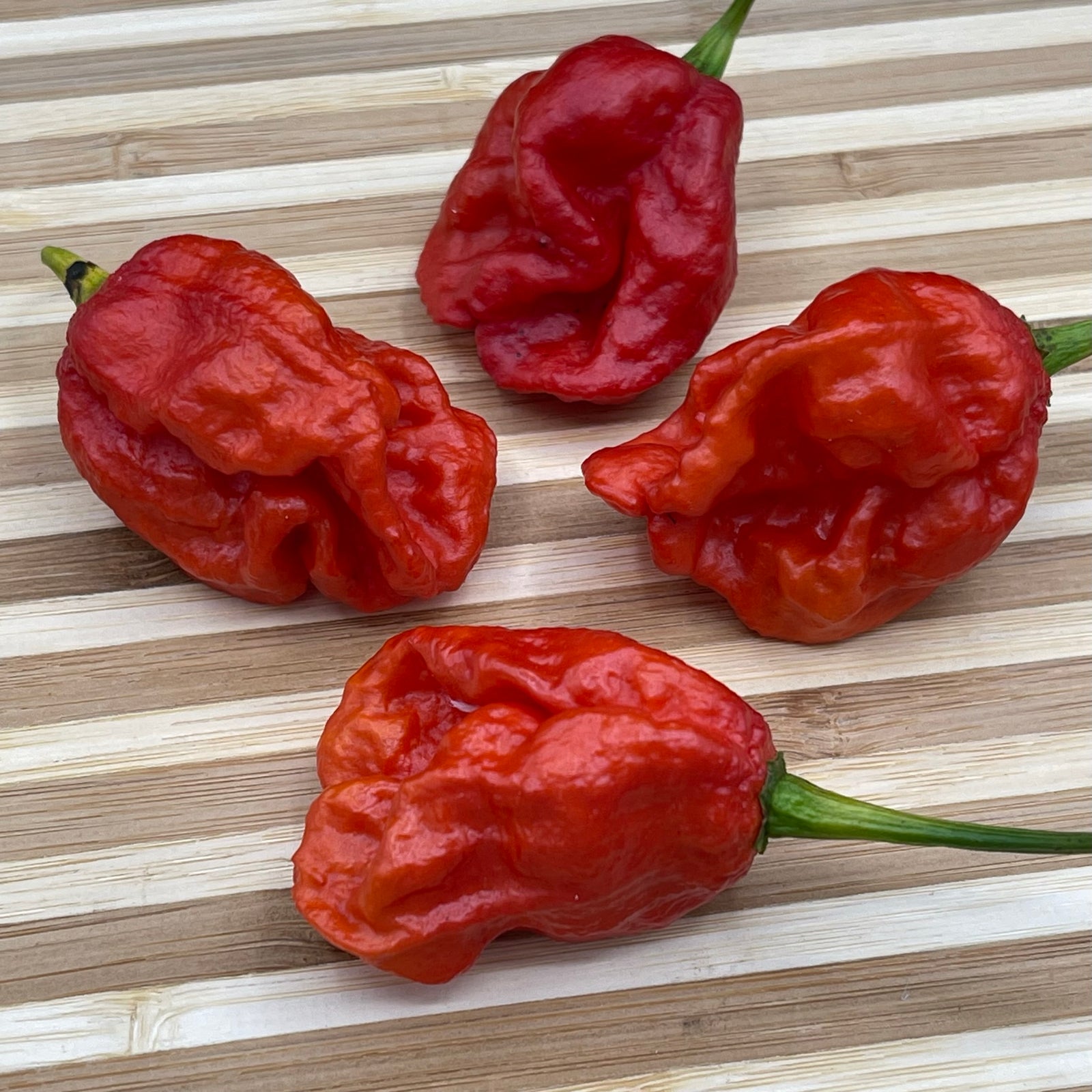 Primo X BOC - Seeds - Bohica Pepper Hut 