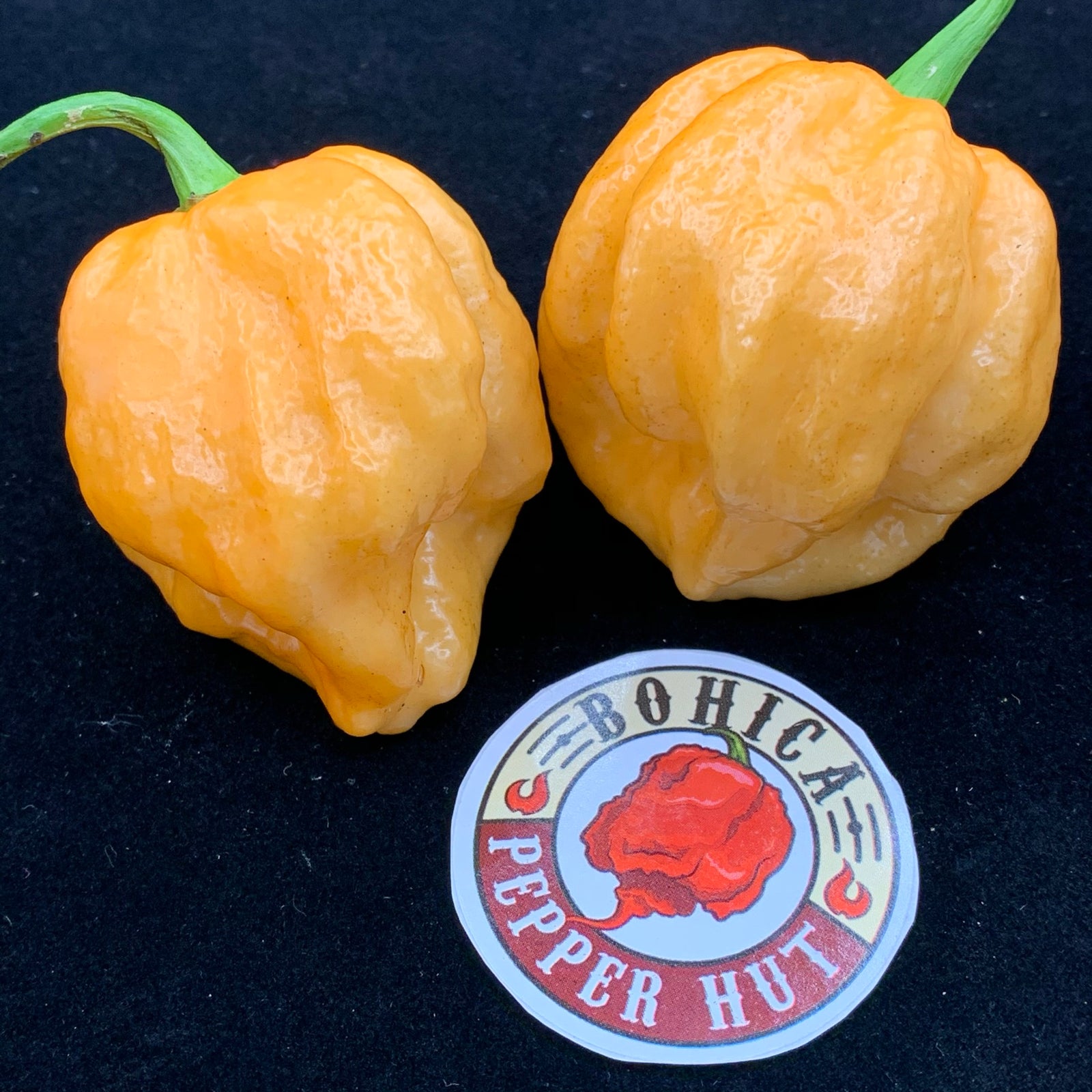 MRM x 7 Pot Brown Peachy - Seeds - Bohica Pepper Hut 