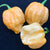 MRM x 7 Pot Brown Peachy - Seeds - Bohica Pepper Hut 