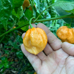 MRM x 7 Pot Brown Peachy - Seeds - Bohica Pepper Hut 